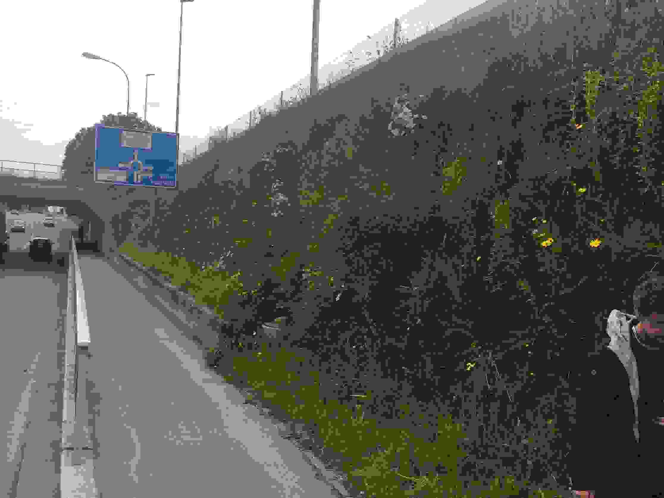 Coop Thurpark Weinfelden - Végétalisation d'un talus raide