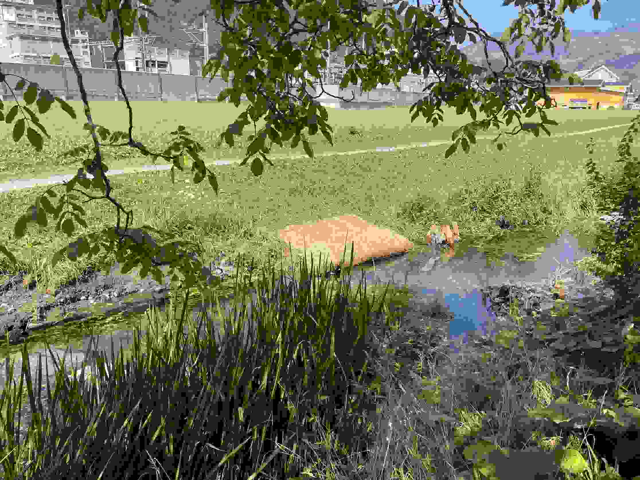 Abris pour poissons Ingenbohl
