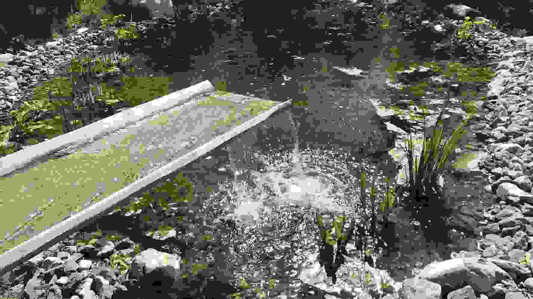 naturnah_gestaltete_teiche_in_triesen_3_academy.jpg