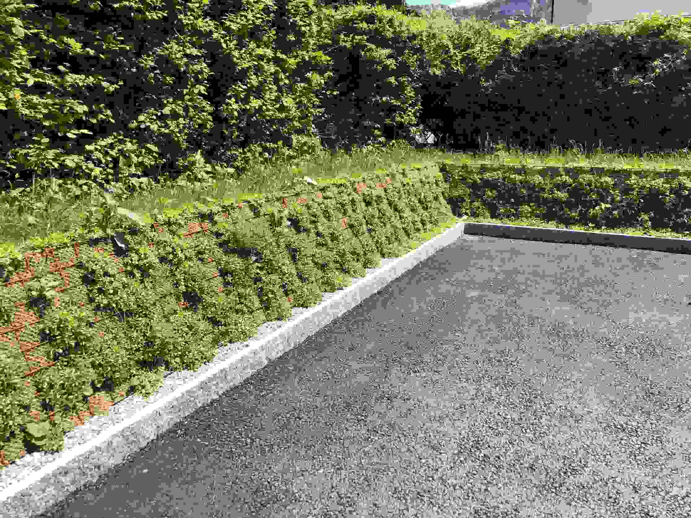Maison de retraite et de soins de Balsthal - talus raide planté