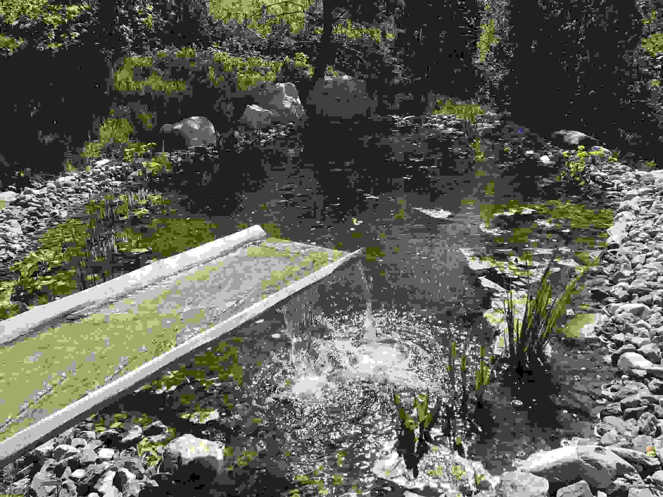 Naturnah gestaltete Teiche in Triesen