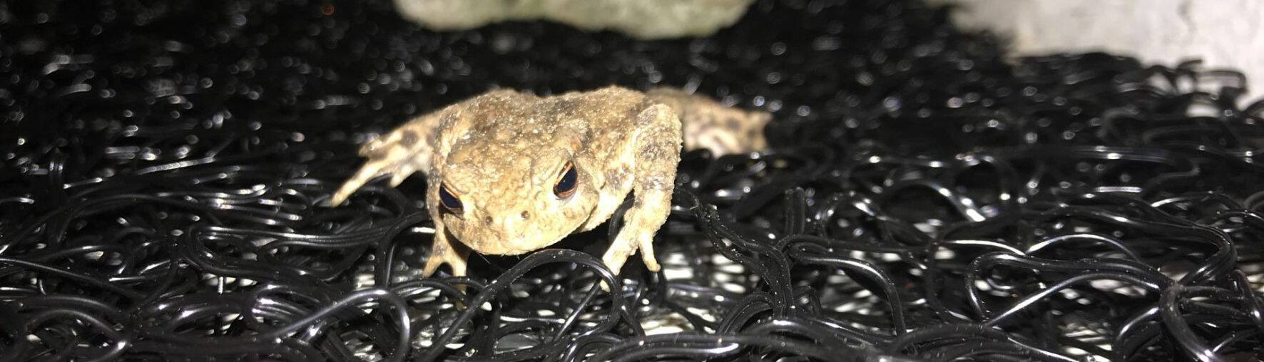 Sostenibilità Protezione della fauna Sostenibilità Protezione della fauna