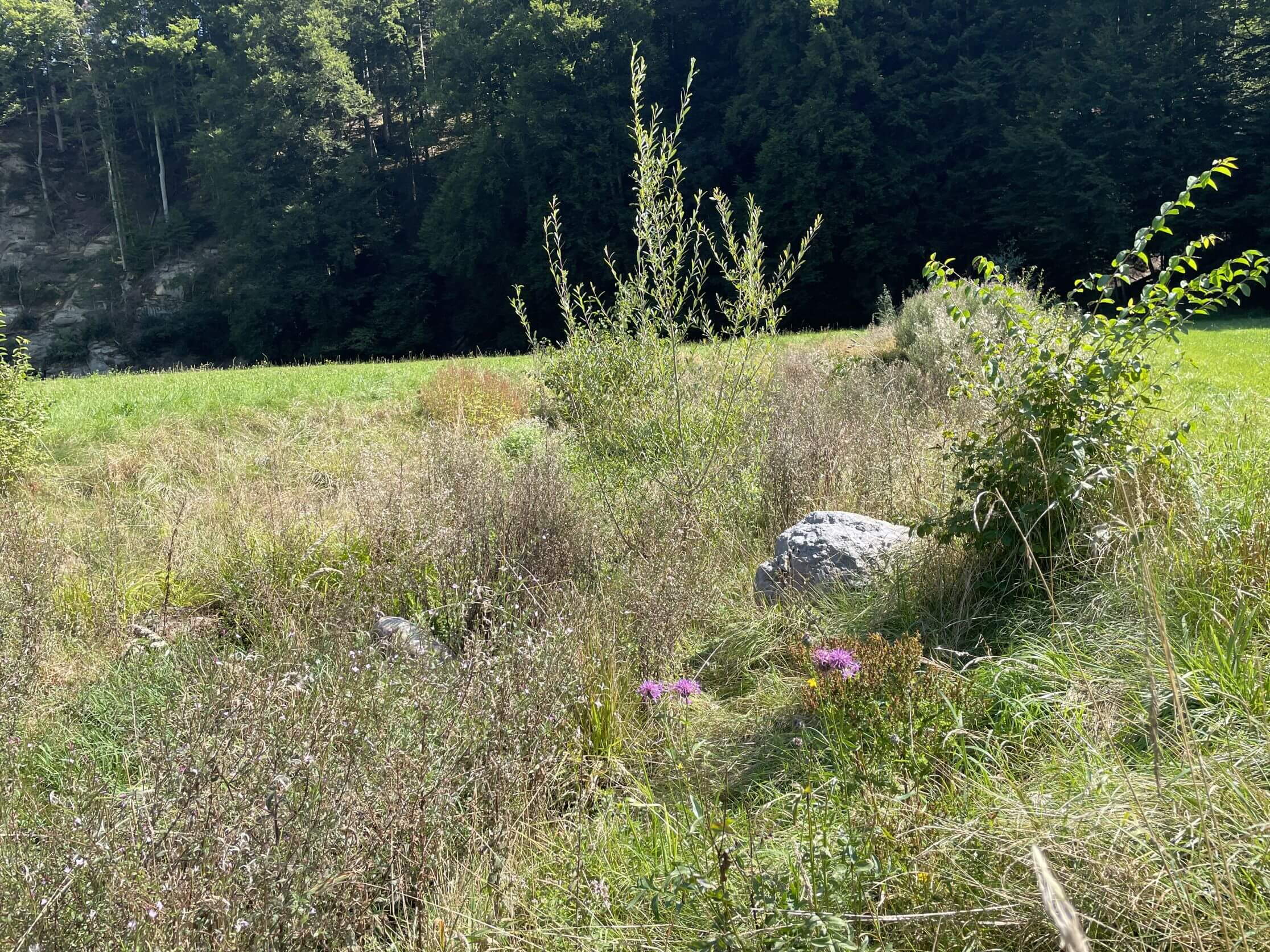 Renaturierung Buebebach Köniz - Abdichtung neuer Bachlauf