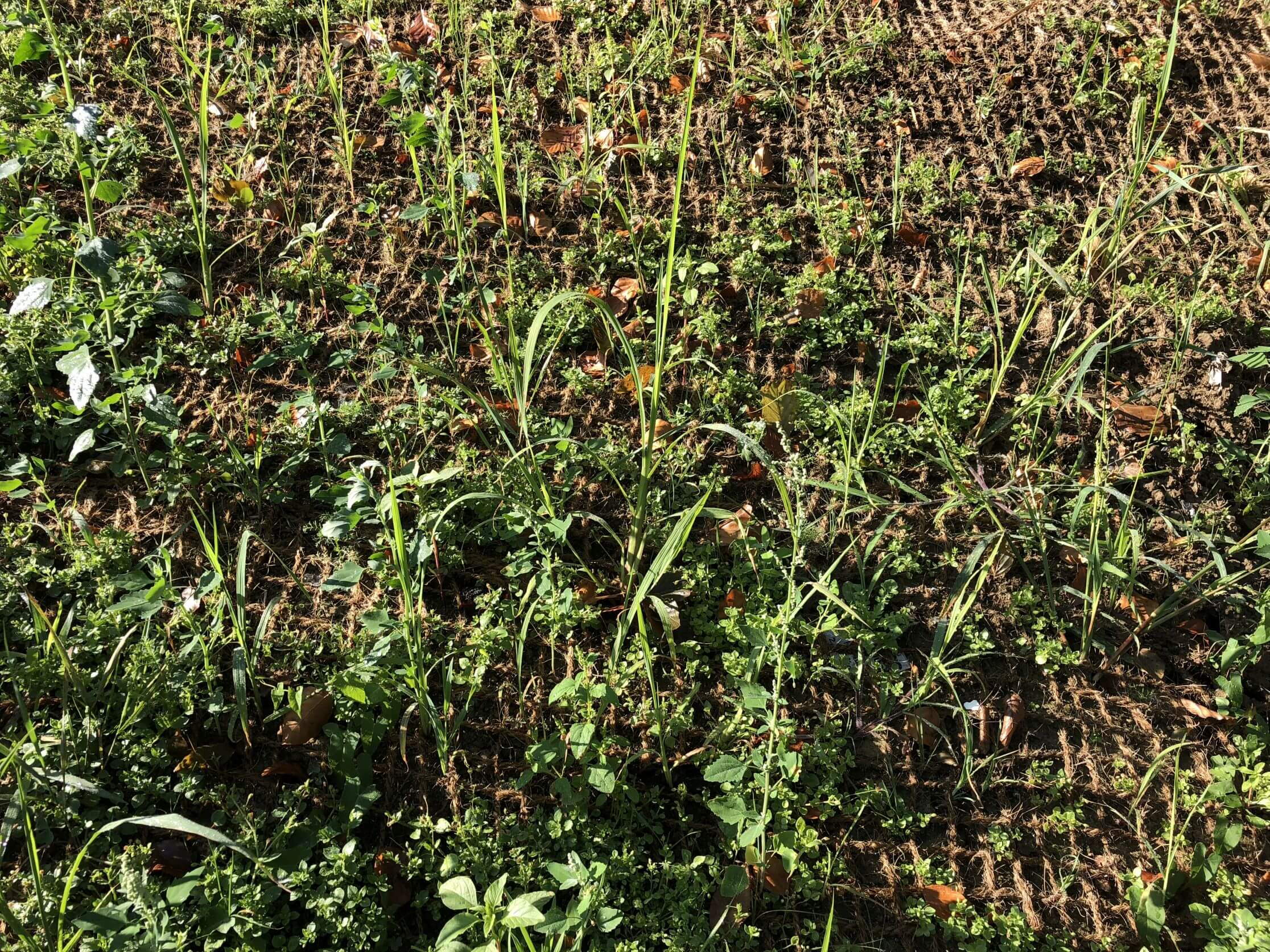 Sarmenstorferstrasse Seengen - Böschungssanierung