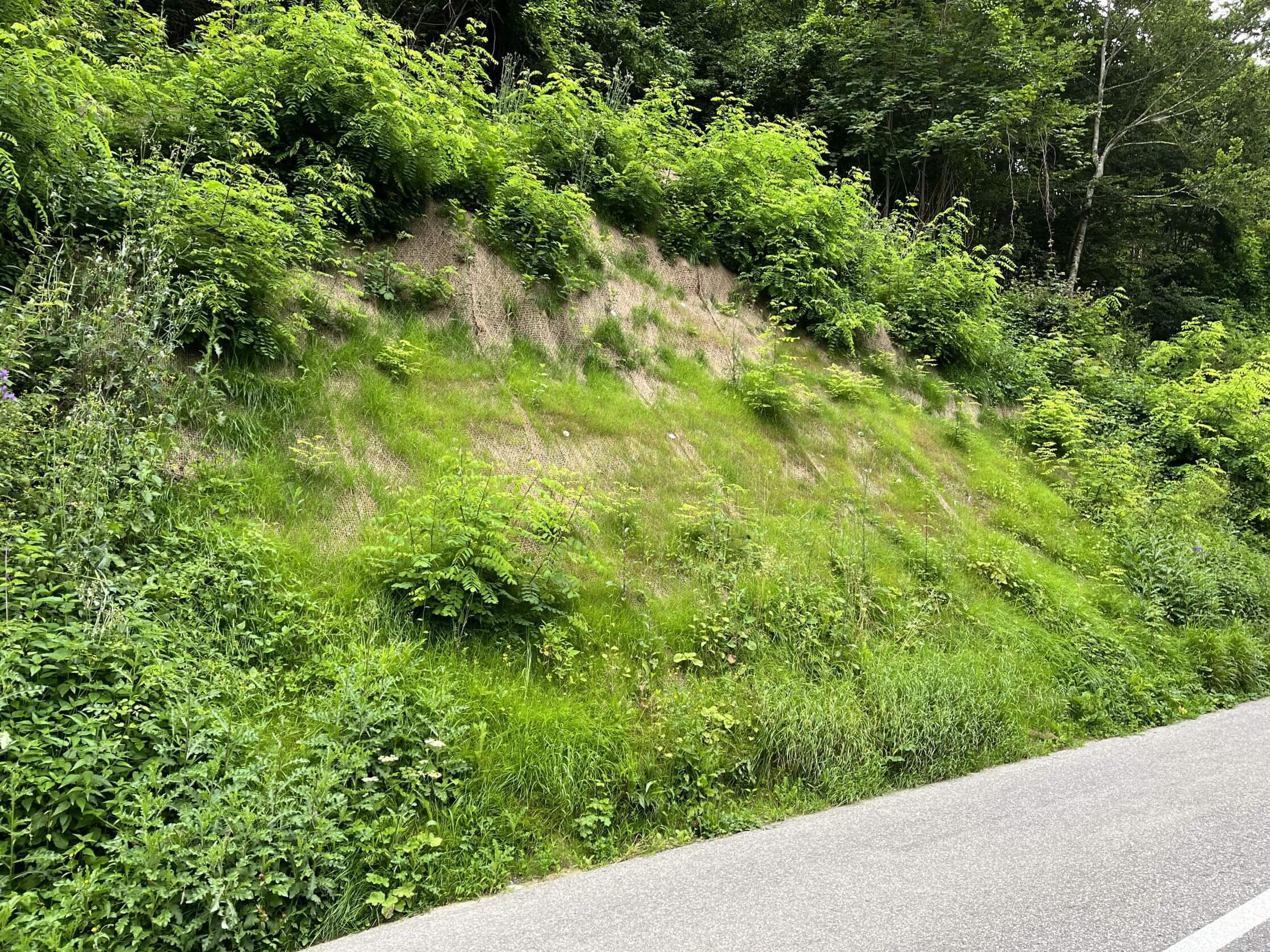 Balmbergstrasse Günsberg - neuer Erosions- und Steinschlagschutz