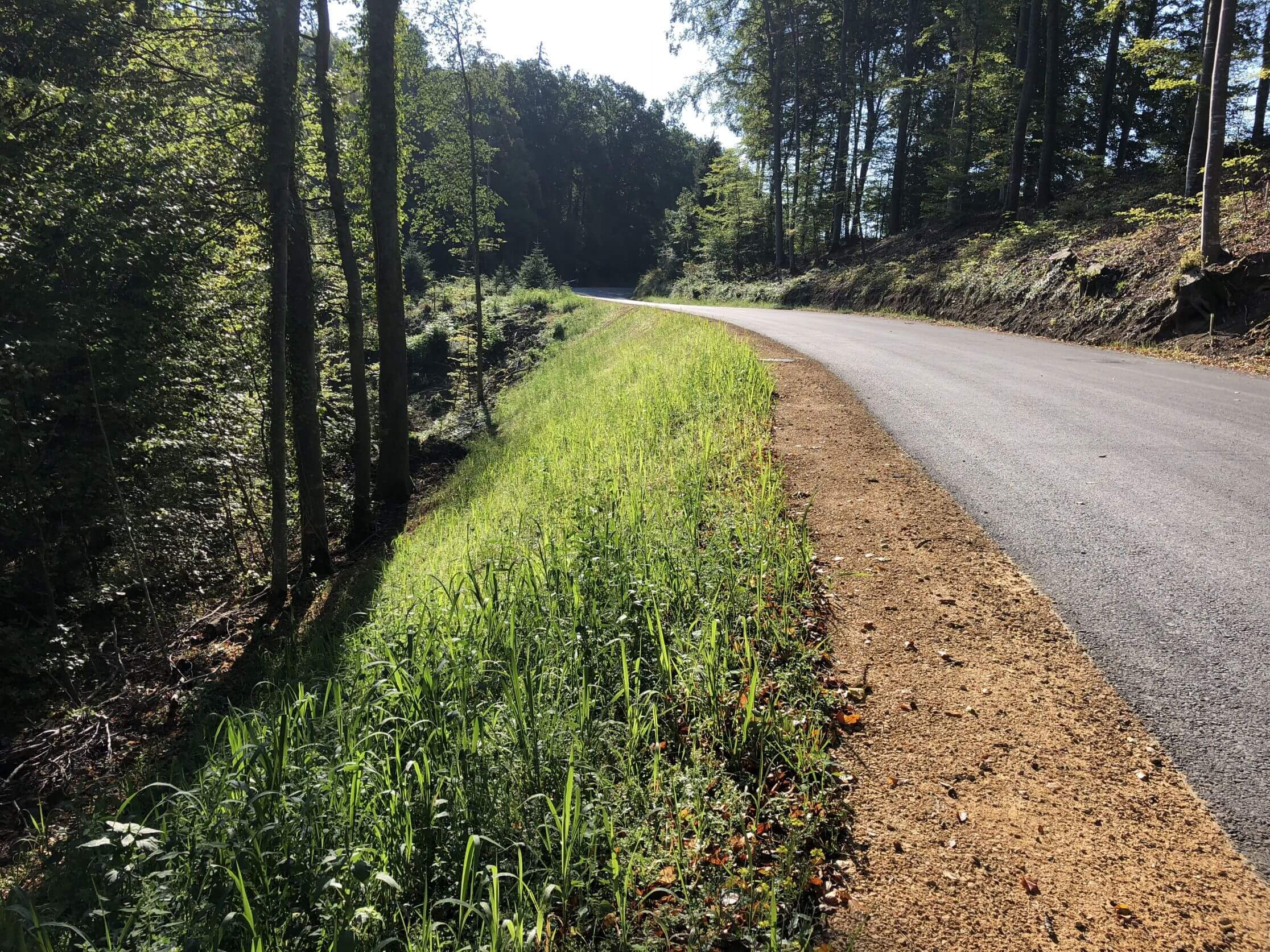 Sarmenstorferstrasse Seengen - Böschungssanierung