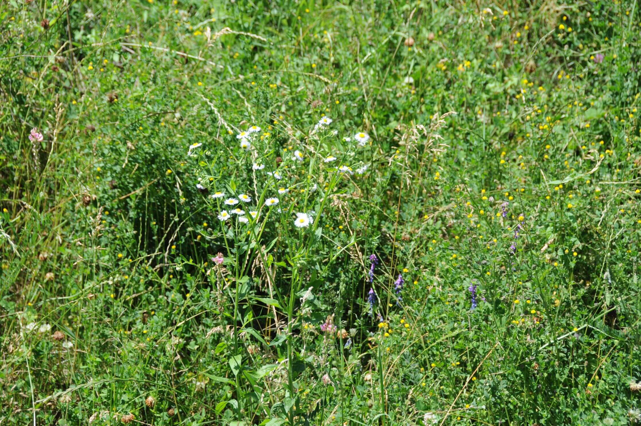 SBB Biel - Begrünung Bahndamm