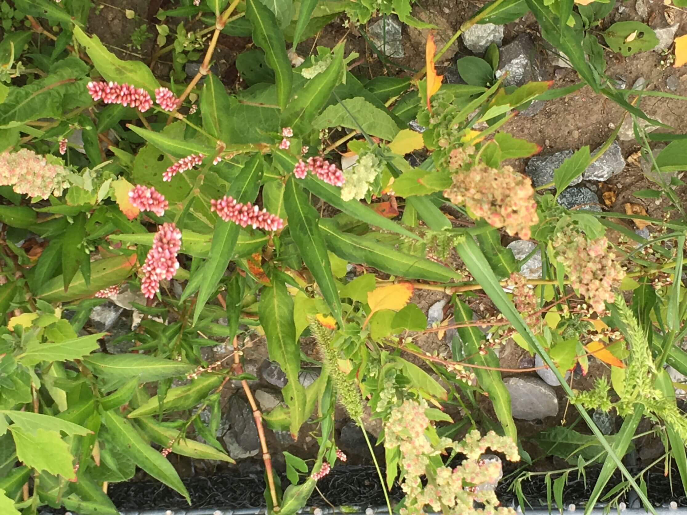 Coop Thurpark Weinfelden - Begrünung Steilböschung