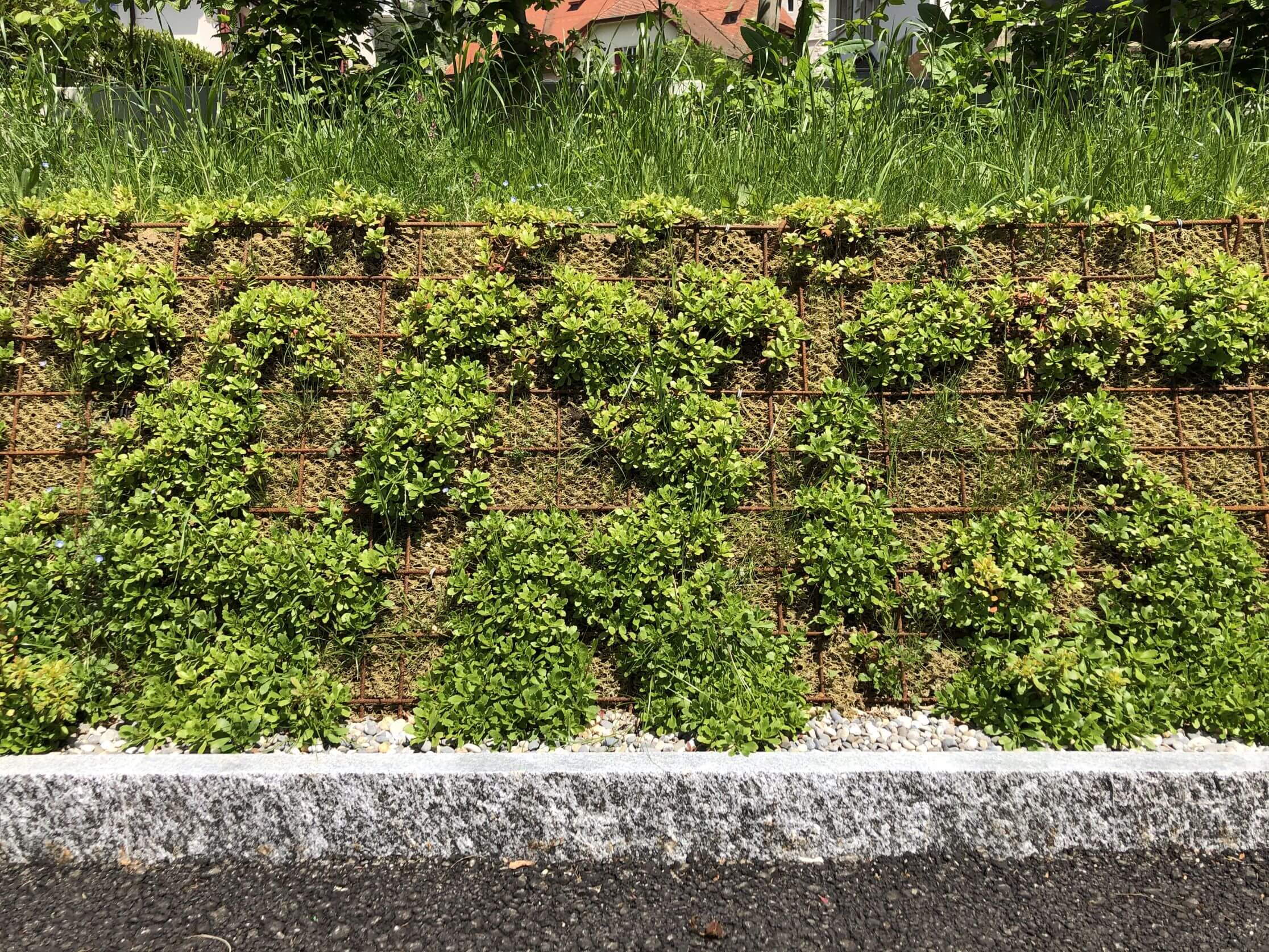 Alters- und Pflegeheim Balsthal - bepflanzte Steilböschung Alters- und Pflegeheim Balsthal - bepflanzte Steilböschung