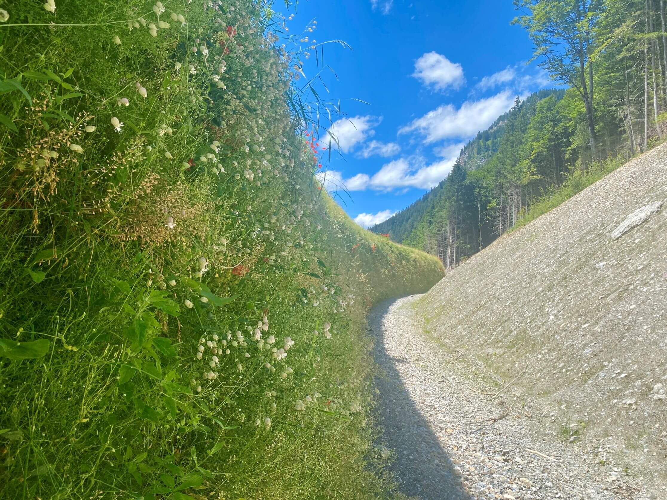 Gruobwald Klosters - Schutzdamm für RhB, A28 und Kantonsstrasse Gruobwald Klosters - Schutzdamm für RhB, A28 und Kantonsstrasse